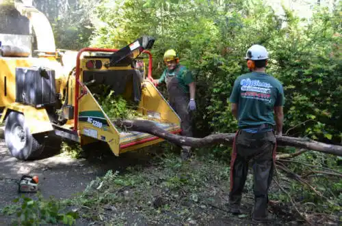 tree services Southchase